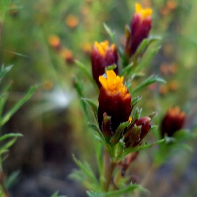 Dyssodia papposa — flower