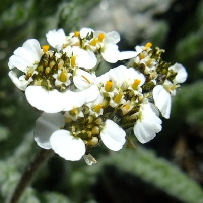 Achillea nana — flower