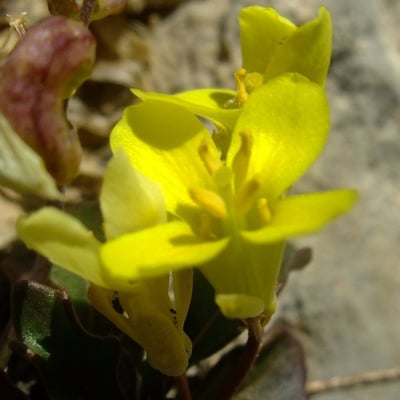 Brassica repanda — flower