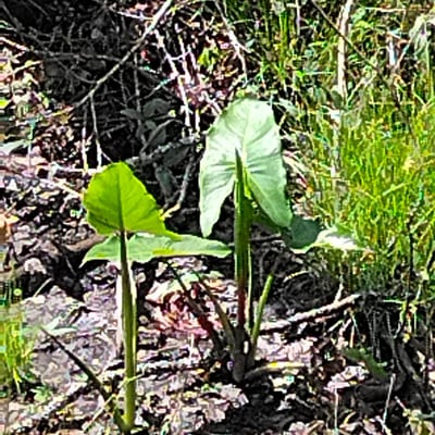 Peltandra virginica — leaf