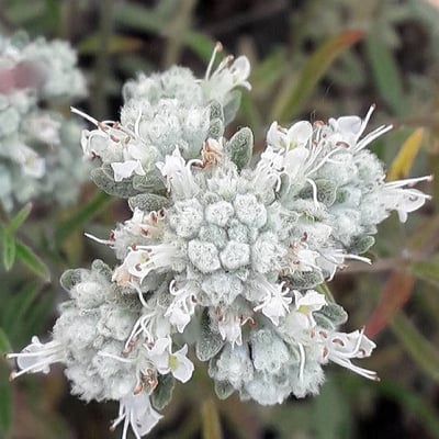 Teucrium polium — flower