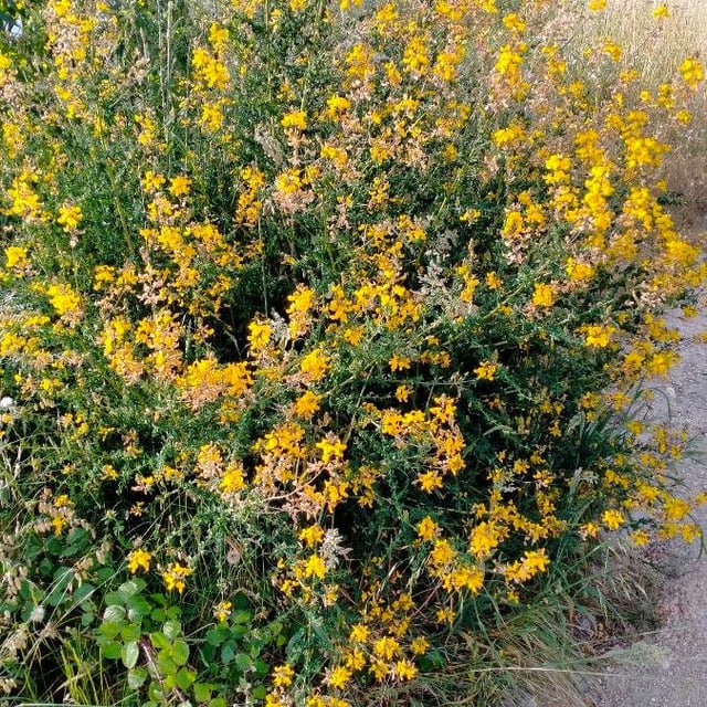 Adenocarpus complicatus — flower