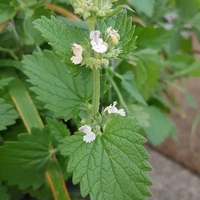 Nepeta cataria — flower