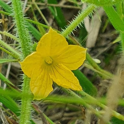 Cucumis prophetarum — flower