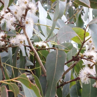 Eucalyptus viminalis — flower