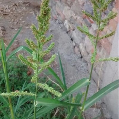 Echinochloa crus-galli — flower