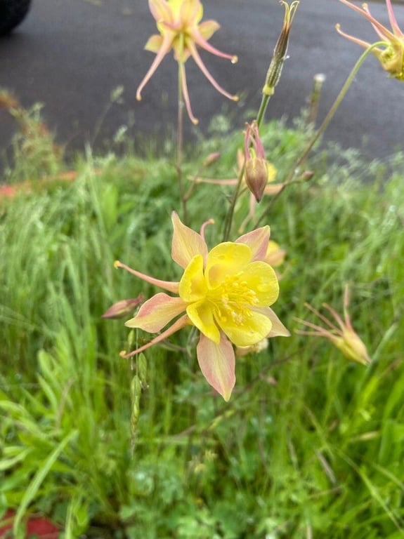 Sierra columbine