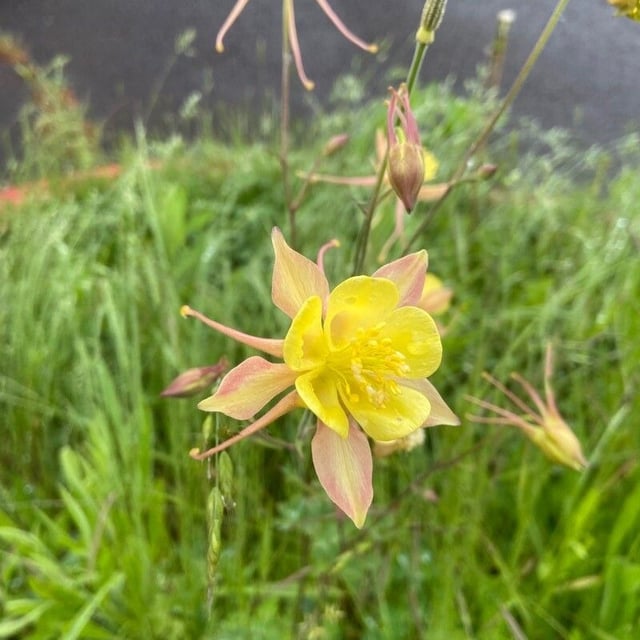 Sierra columbine