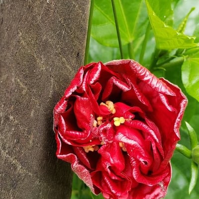 Leonurus quinquelobatus — flower