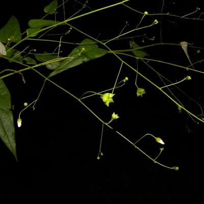 Wissadula periplocifolia — habit