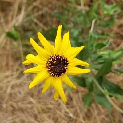 Encelia californica — flower