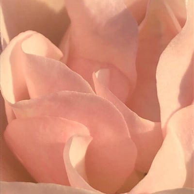 Rosa pouzinii — flower