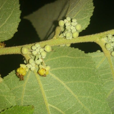 Guazuma ulmifolia — flower