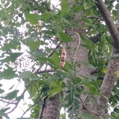 Intsia bijuga — fruit