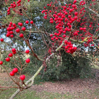 Sorbus commixta — fruit