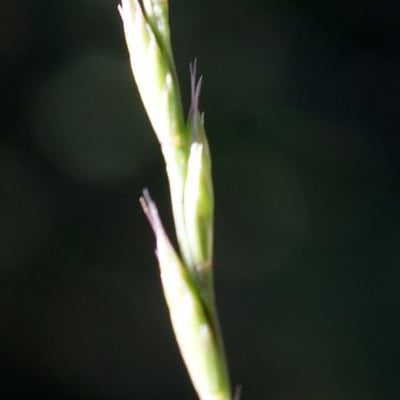 Festuca lachenalii — flower