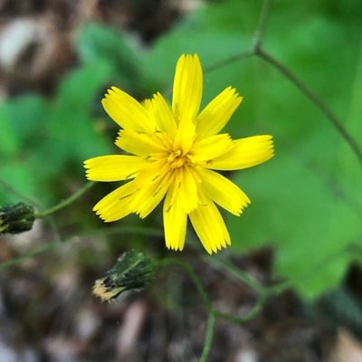 Hieracium venosum — flower
