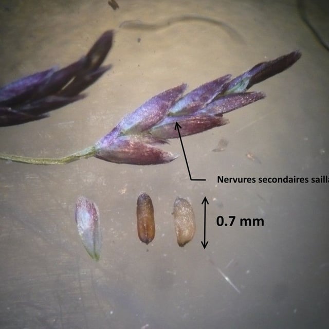 Eragrostis multicaulis — leaf