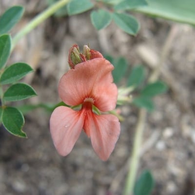 Indigofera miniata — flower