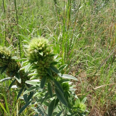 Lespedeza capitata — flower