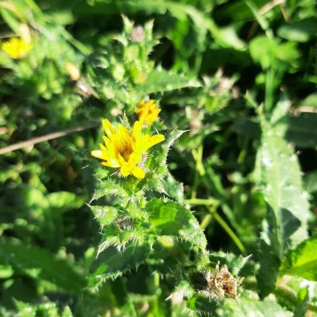 Helminthotheca echioides — flower