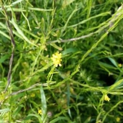 Sisymbrium orientale — flower