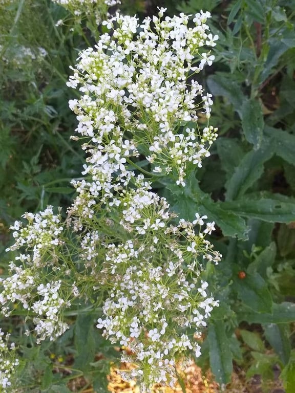Heart-pod hoary cress