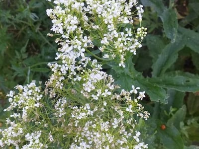 Heart-pod hoary cress