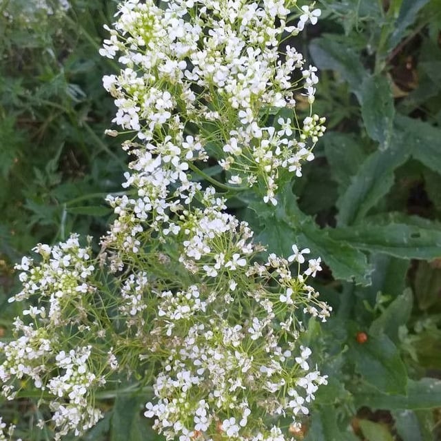 Lepidium draba — flower