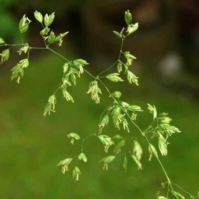 Poa chaixii — flower