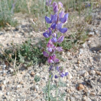 Lupinus sparsiflorus — flower