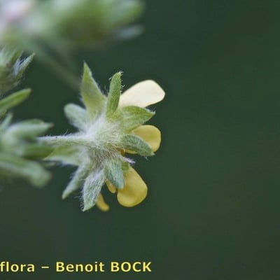 Potentilla intermedia — flower