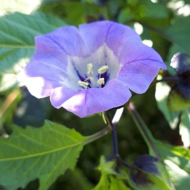 Nicandra physalodes — flower