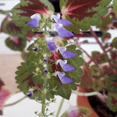 Coleus scutellarioides — flower