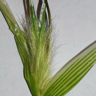 Avena sterilis — flower