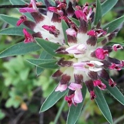 Anthyllis vulneraria — flower