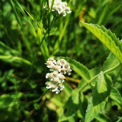 Achillea alpina — flower