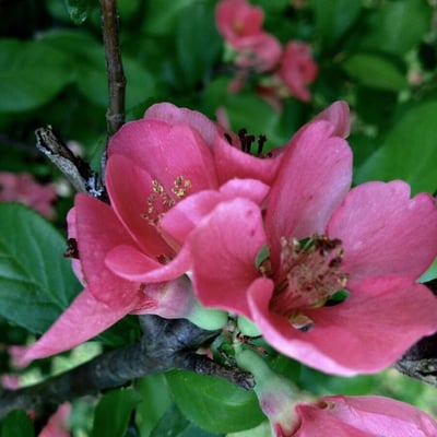 Chaenomeles speciosa — flower