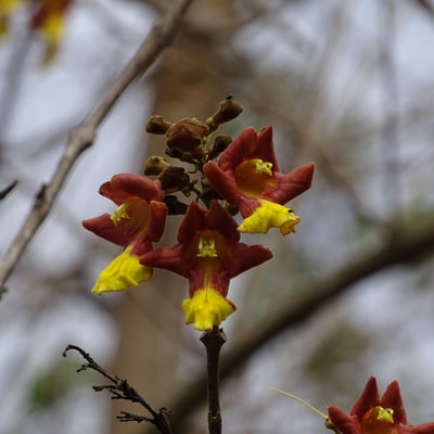Gmelina arborea — flower