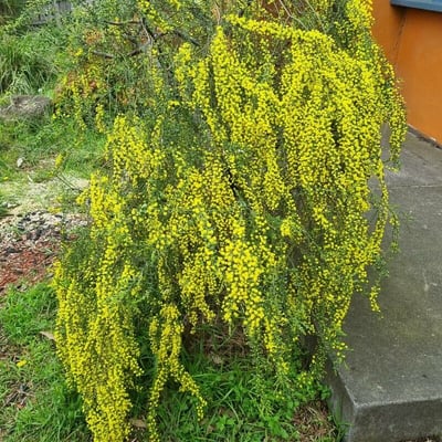 Acacia acinacea — leaf