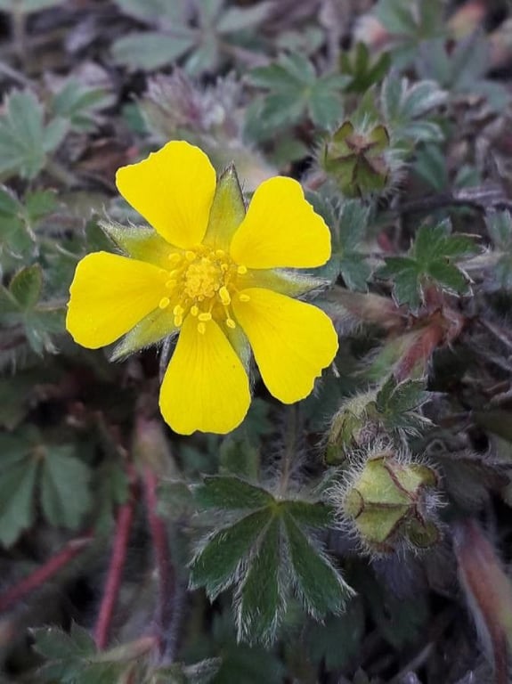 Spring cinquefoil