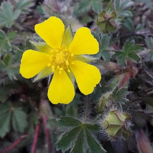 Potentilla tabernaemontani — flower