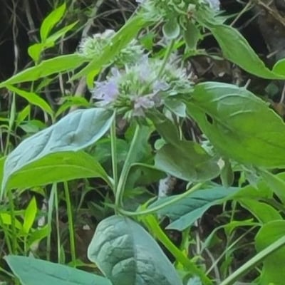 Pycnanthemum incanum — flower