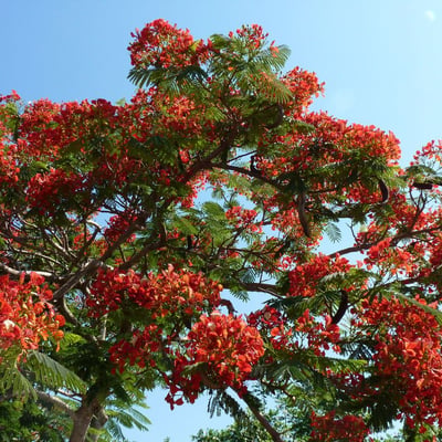 Delonix regia — flower