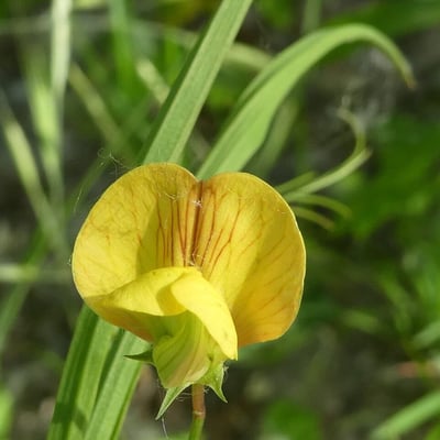 Lathyrus annuus — flower