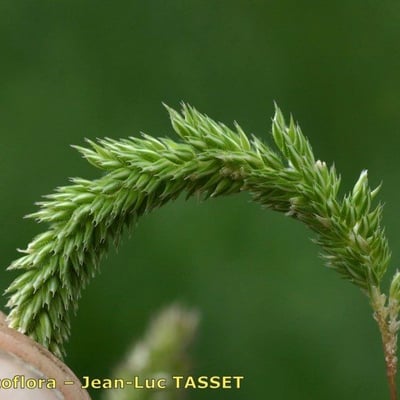 Phleum phleoides — flower