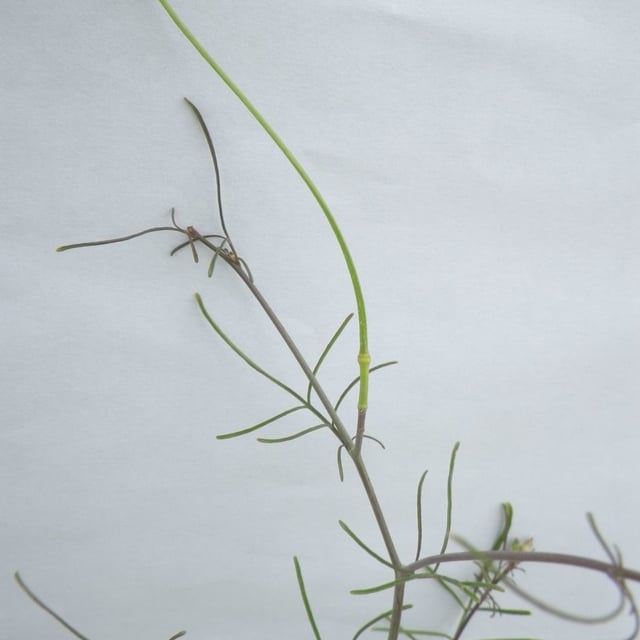 Sisymbrium altissimum — flower