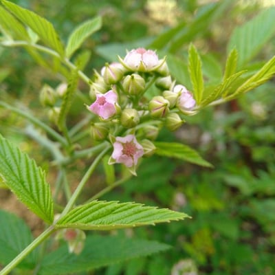 Rubus coreanus — leaf