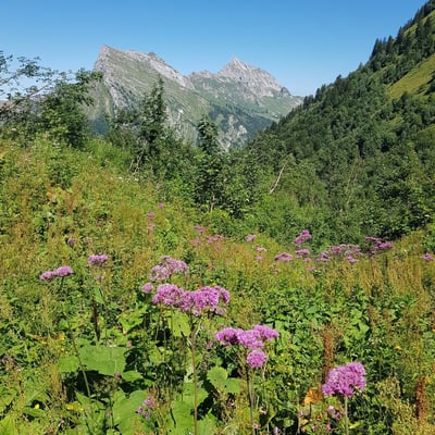 Adenostyles alpina — flower