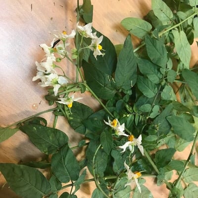 Solanum chacoense — flower